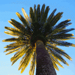 palm-tree palm-tree